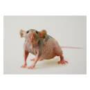STRONGHOLD Bersaglio Animali - ratto nudo - 30 x 42 cm -...