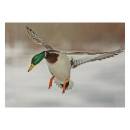 STRONGHOLD Animal Target Face - Duck I - 30 x 42 cm -...