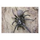 STRONGHOLD Blason nature - araignée - 30 x 42 cm -...